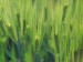 barley2.jpg